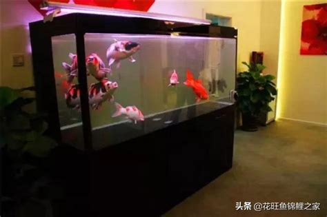 辦公室養魚ptt|Re: [問題] 適合在辦公室養的小魚